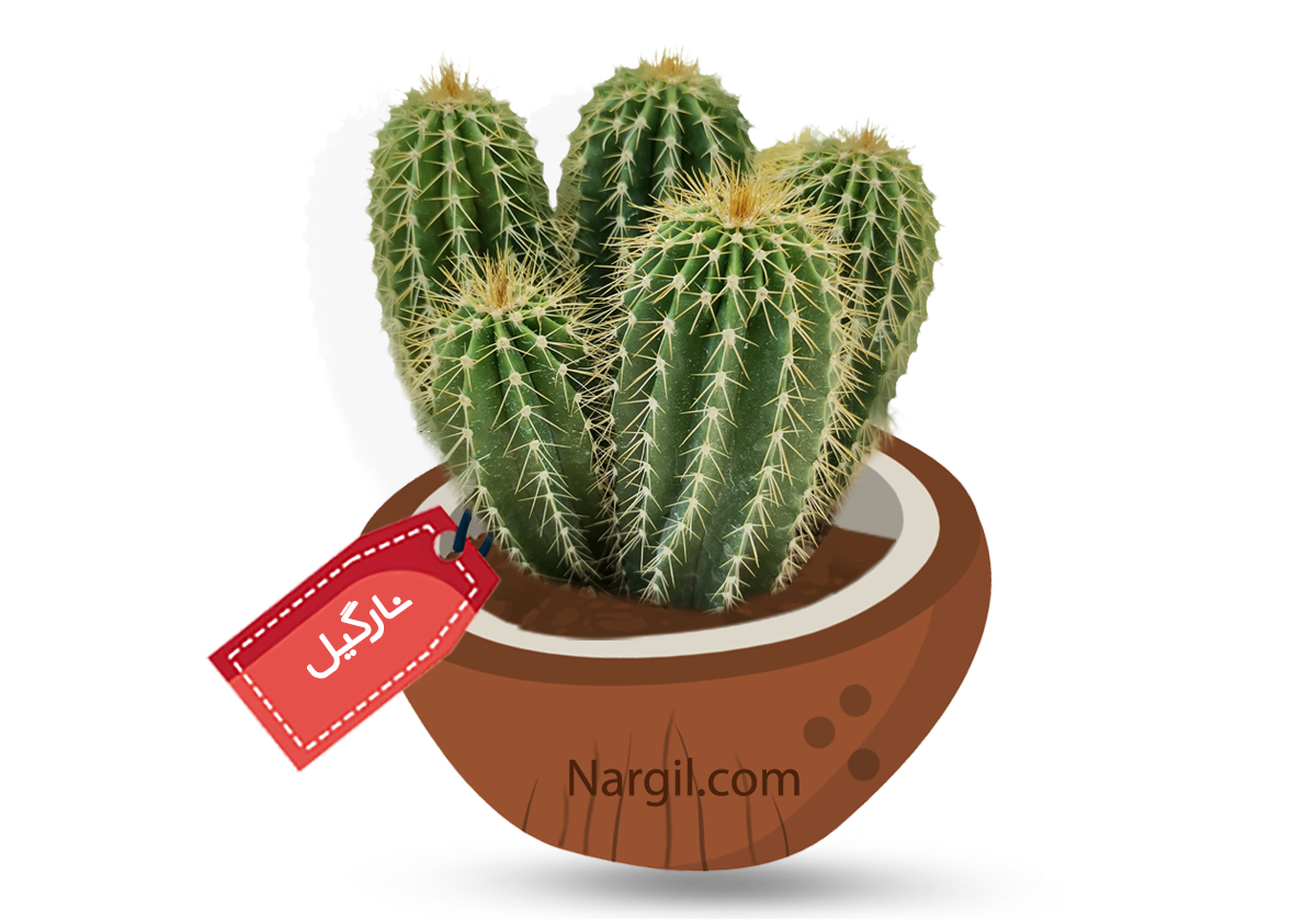  Nargil - Golden Saguaro